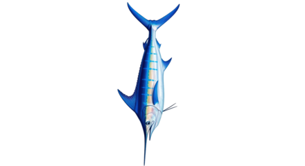 Isolated Blue Marlin, side view, billfish, highly migratory predator fish of warm seas