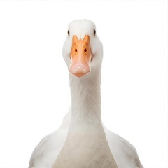white duck isolated white transparent background 