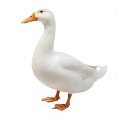 white duck isolated white transparent background 