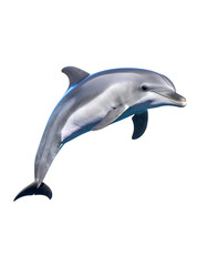 A sleek, grey-and-white dolphin leaps gracefully through dark water, its body arched, showcasing its powerful form and streamlined features