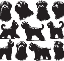 Briard Dog in Black and White – Elegant French Herding Breed Photography