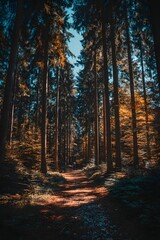 Tall trees lining a dirt path in a forest with warm sunlight filtering through.