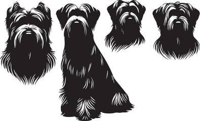 Fototapeta premium Briard Dog in Black and White – Elegant French Herding Breed Photography