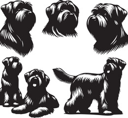 Briard Dog in Black and White – Elegant French Herding Breed Photography