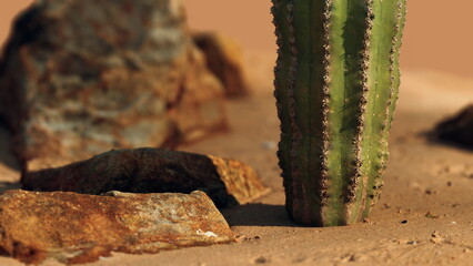 Fototapeta premium In the heart of a tranquil desert, a majestic cactus rises from the warm sand surrounded by rugged rocks. The golden glow of sunlight highlights its unique texture, creating a peaceful scene.