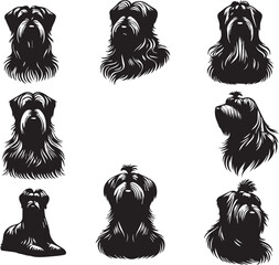 Briard Dog in Black and White – Elegant French Herding Breed Photography