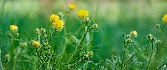 Summer meadow with bright yellow buttercup flowers. Close-up of ranunculus polyanthemos.