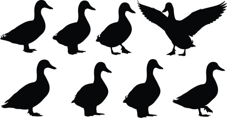Black duck silhouettes collection in various poses standing walking flying wings spread vector illustration isolated wildlife bird design for stock