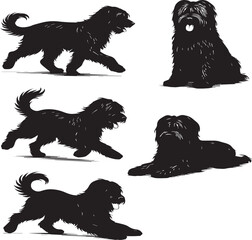 Briard Dog in Black and White – Elegant French Herding Breed Photography