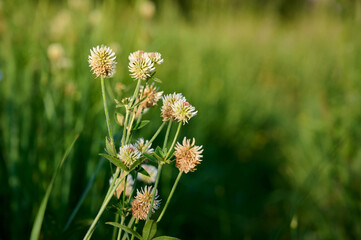White flower of the mountain clover (Trifolium montanum).