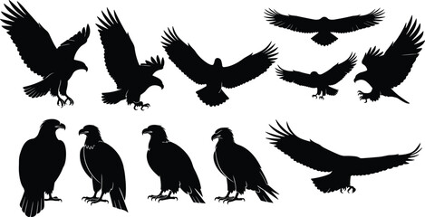 Black eagle bird silhouettes in flight and perched positions, wild raptor vector illustration set for nature, wildlife, freedom, strength themes