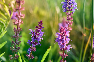 Closeup blooming wild sage purple flowers.