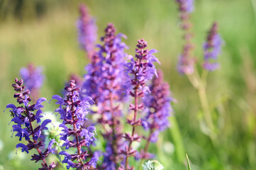Closeup blooming wild sage purple flowers.