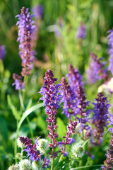 Closeup blooming wild sage purple flowers.