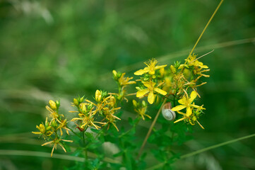 Сlose-up of the yellow blossoms of St. John's wort or hypericum perforatum.