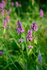 Blooming Betonica officinalis. Medicinal plants, herbs in the garden.