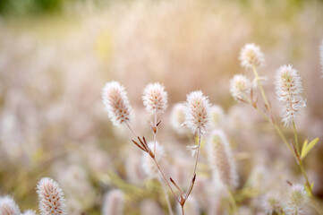 Trifolium arvense on a blurred background in a summer sunny day.