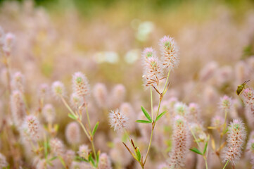 Trifolium arvense on a blurred background in a summer sunny day.