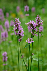 Blooming Betonica officinalis. Medicinal plants, herbs in the garden.