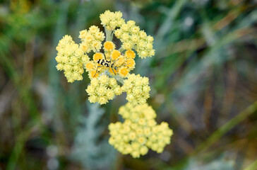Close up view of helichrysum arenarium, immortel on natural background.