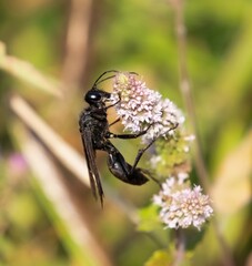 Fototapeta premium Great Black Digger Wasp 