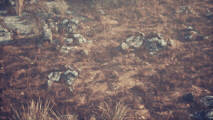 Sunlight casts a warm glow over an arid terrain, revealing a blend of dry grass and scattered stones. Natures resilience shines through in this tranquil setting at dusk.