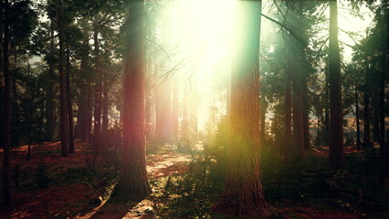 Obraz premium Sunlight streams through the dense canopy of tall trees, creating a magical atmosphere in the forest. The tranquil scene captures the beauty of nature at dusk.