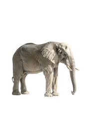 Obraz premium A light grey African elephant, standing, viewed in profile, slightly angled to the left, against a black background. Its ears are partially visible, and its trunk is lowered