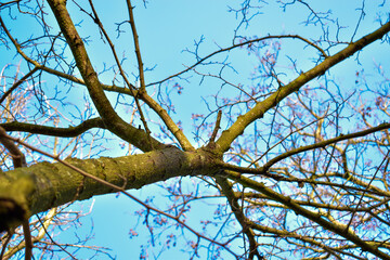 tree branches against blue sky