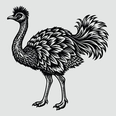 Detailed black and white etching illustration of a standing emu bird with detailed feathers and textured plumage
