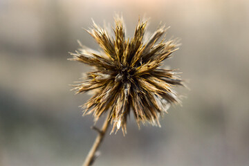 dry thistle flower