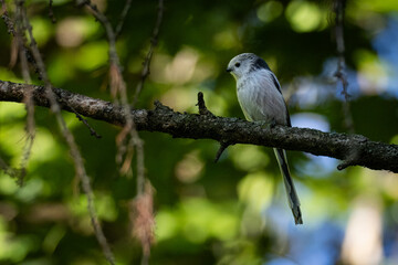 A Long-tailed Tit (Aegithalos caudatus) perches on a branch, positioned toward the camera lens, against a green background on a sunny day in the park.