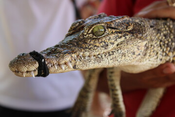 Criadero de cocodrilos en Cubna