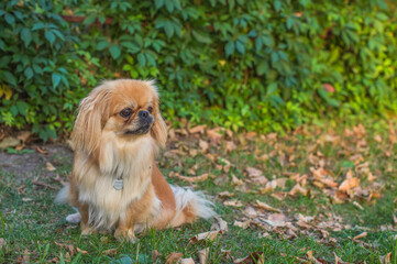 Pekingese/ Tibetan Spaniel dog in autumn park