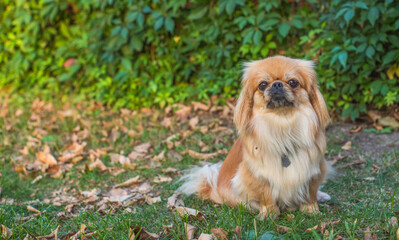 Pekingese/ Tibetan Spaniel dog in autumn park