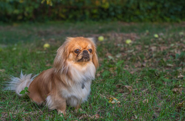 Pekingese/ Tibetan Spaniel dog in autumn park