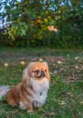 Pekingese/ Tibetan Spaniel dog in autumn park