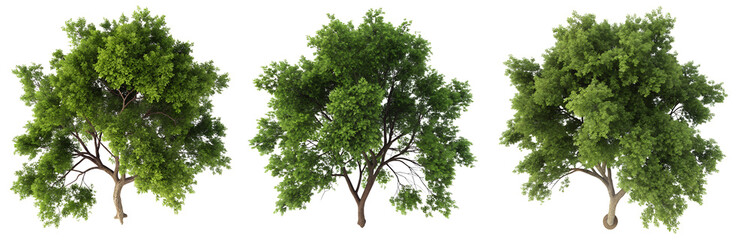 Three lush green trees with vibrant foliage stand in a natural environment. Each tree showcases a unique shape and structure, creating a rich visual display of greenery.