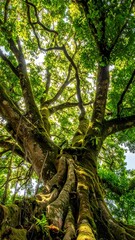 Fototapeta premium Lush canopy of a mature tree