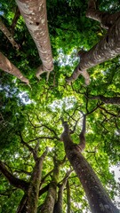 Fototapeta premium Lush canopy, upward view