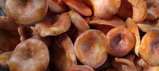 A close-up of Ryzhik forest mushrooms, showing the texture of the caps and the orange rings.