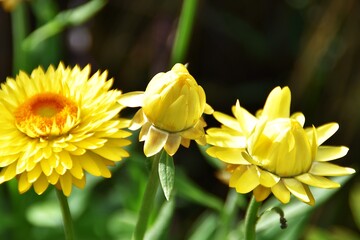 Fototapeta premium Pretty strawflowers (Xerochrysum bracteatum) are blooming outdoor in late summer.
