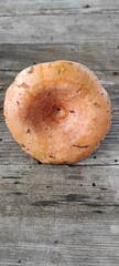 A close-up of the cap of the "Ryzhik" mushroom with a central funnel - natural surface and relief