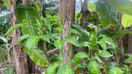 Banana tree with green leaves and fruit bunches in plantation