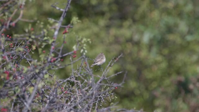 the small bird of whinchat perched on a bush with berries on the blur green background