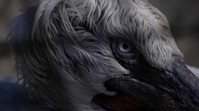 This close-up series captures a majestic bird with striking blue eyes, emphasizing intricate feather textures and details, showcasing the beauty of wildlife in its natural habitat with captivating exp