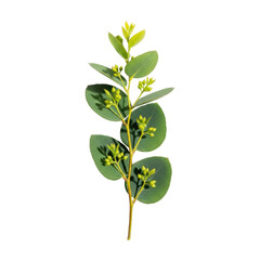 A single, perfectly arranged eucalyptus branch with vibrant green leaves and new sprouts, casting a soft shadow on a transparent background in a photorealistic flat lay composition, symbolizing