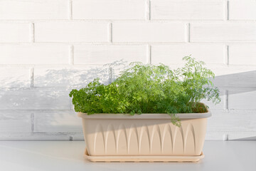 fresh dill parsley indoor container garden home herbs