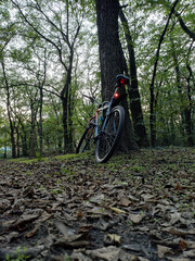 Naklejka premium Bicycle Leaning Against Forest Tree