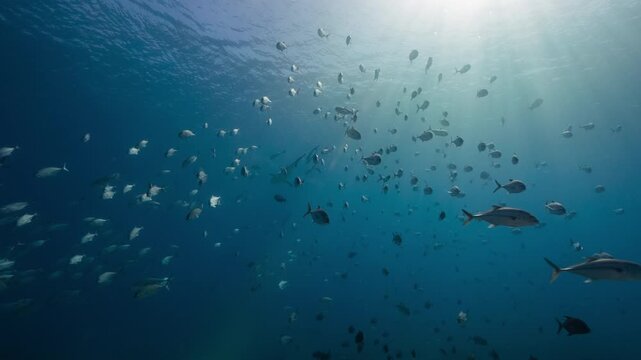 School of fish and shark swim in sunlit tropical waters